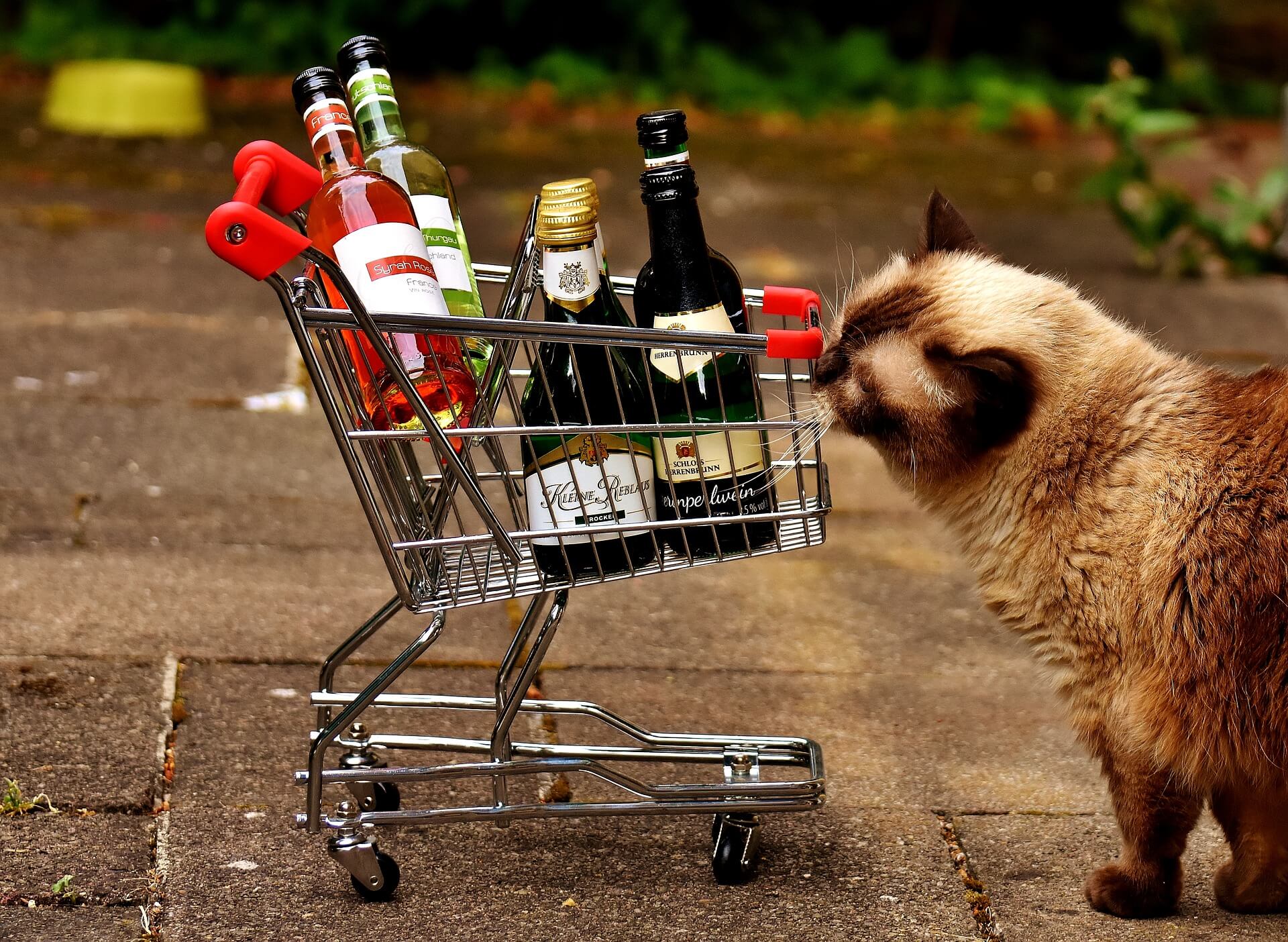 ショッピングカートと猫