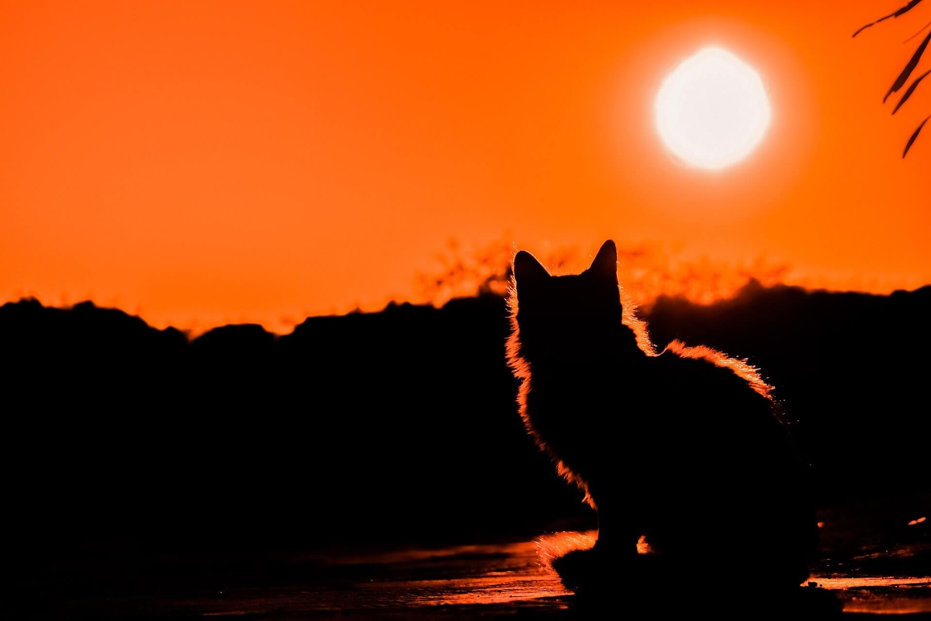 夕日の中の猫　【生き方】「 哲学 」から考える『人生の意義』