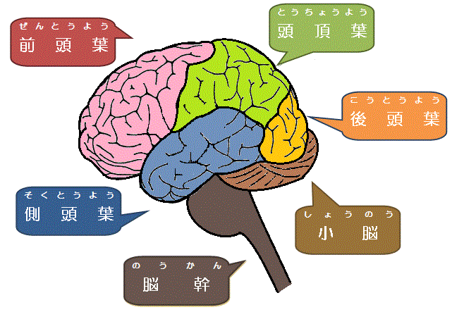脳の機能と構造 | STナビ